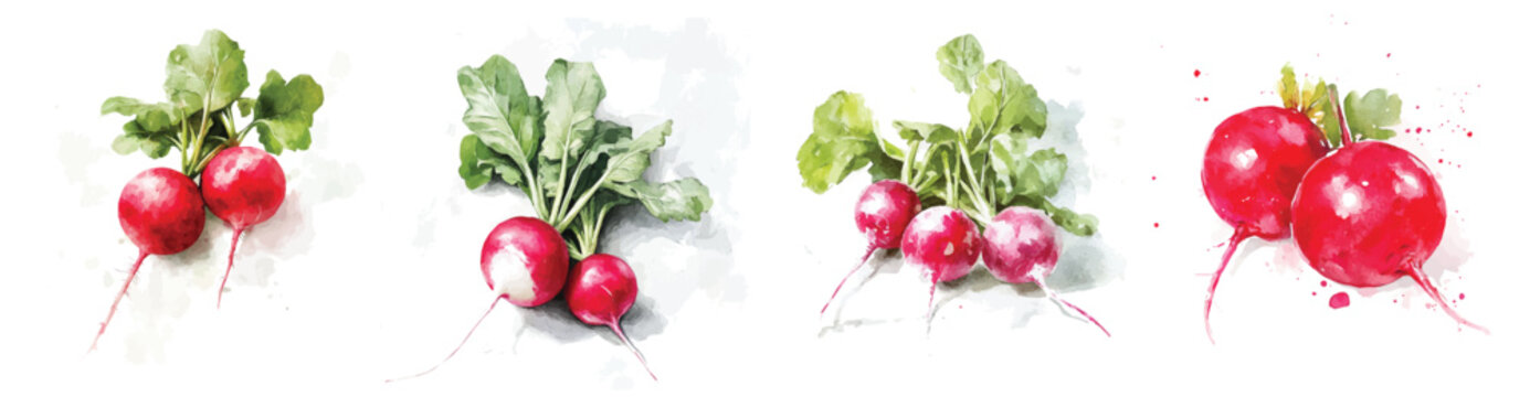Red radish, Simple, Beautiful radish set painting design. Hand-painted style, vectorized, vector set available in EPS Simple Hand-painted watercolor style.