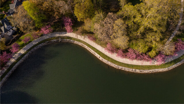 Aerial view of Brookline Reservoir featuring a curved stone shoreline, a walking path lined with blooming pink trees, and lush spring foliage Brookline, Massachusetts, United States.