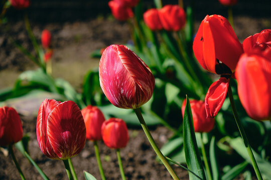Close-up of vibrant bicolored red tulips with white stripes blooming in a sunny spring garden against a blurred background