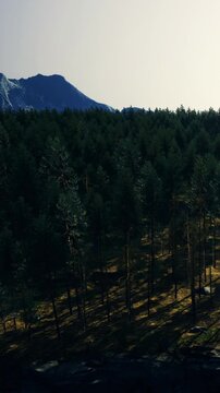 Tall mountains stand near a thick forest under bright daylight. Trees cover the ground with varying shades of green. The sky appears clear and bright above the peaks.