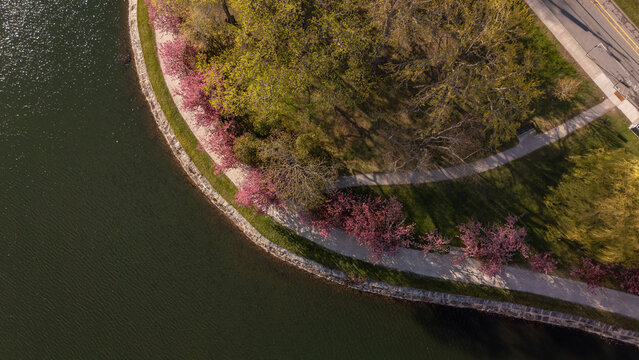 Aerial view of Brookline Reservoir with pink flowering trees along a curved walking path and green parkland Brookline, Massachusetts, United States.