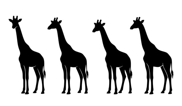 Four giraffe silhouettes black wildlife vector illustration standing together