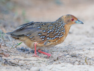 Obraz premium Ocellated Crake Close-Up Walking on Sandy Ground