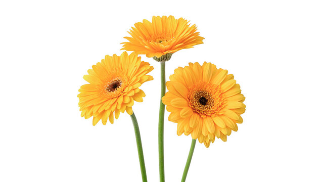 Three beautiful bright yellow gerbera daisy flowers with long stems in a simple organic floral arrangement isolated on transparent background cut out