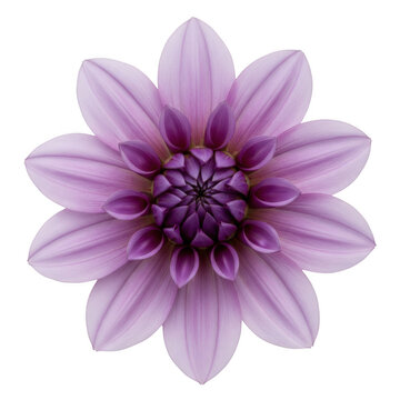 Purple dalia flower head with symmetrical petals isolated on a transparent background