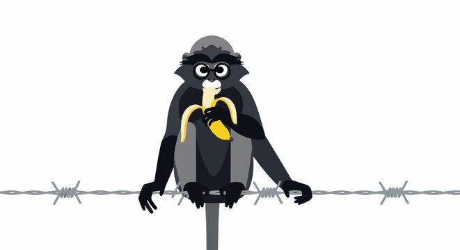 Gray monkey with glasses sitting on barbed wire, eating a banana