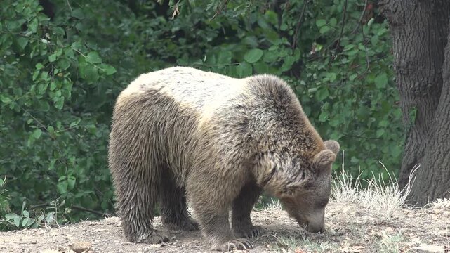 Wild brown bear walking through green forest landscape showing powerful wildlife behavior. Nature scene captures strong mammal roaming woodland habitat calmly strong fauna relevance.