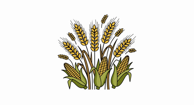 Illustration of ripe wheat stalks and ears of corn on a white background