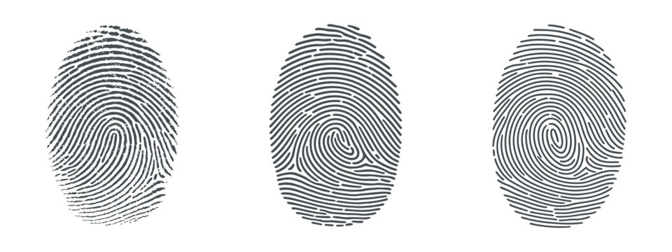 Detailed realistic fingerprint set vector illustration, crime security biometric scan prints isolated on transparent background for forensic and identity verification design use.