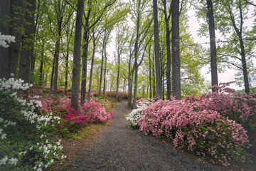 Naklejka premium Forest path lined with red and white azaleas at Brighton Dam Azalea Garden