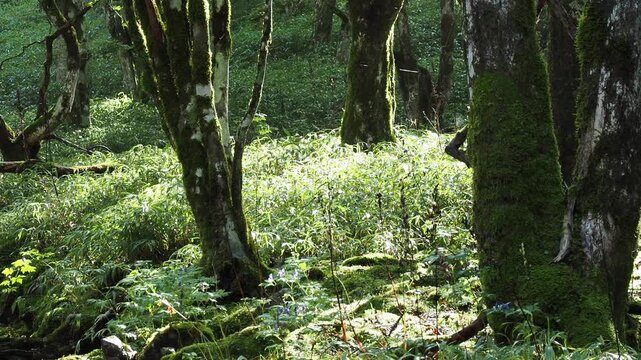登山道から見える風景。樹木の隙間から差し込む日差しで輝くササの明るい林床。そよ風に揺れる草木。爽やかな光の風景。