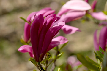 Fototapeta premium Blooming pink magnolia flowers brighten the spring garden scene