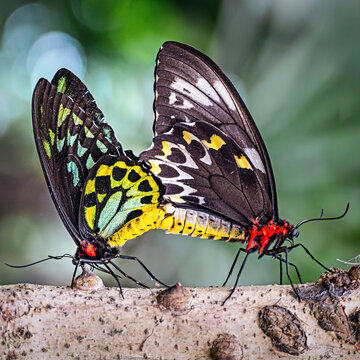 Dos mariposas alas de p&aacute;jaro de la reina Alexandra ( Ornithoptera alexandrae ) copulando