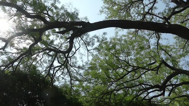 Ancient 900 year old tree canopy with sunlight and sprawling branches &ndash; cinematic nature pan shot