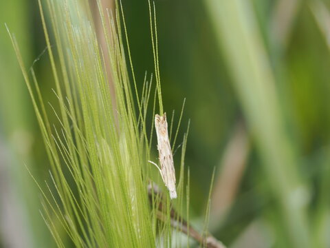 Una polilla de la familia Crambidae, probablemente del g&eacute;nero Agriphila, descansa verticalmente sobre una espiga verde. Su cuerpo alargado y color paja le permiten mimetizarse con las gram&iacute;neas.