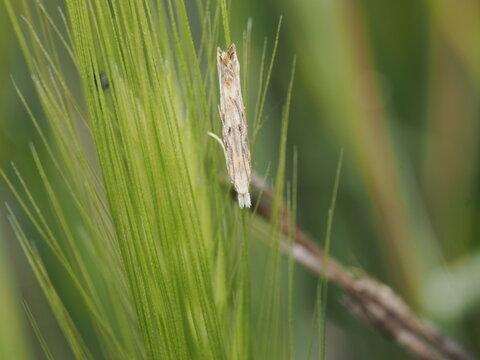 Una polilla de la familia Crambidae, probablemente del g&eacute;nero Agriphila, descansa verticalmente sobre una espiga verde. Su cuerpo alargado y color paja le permiten mimetizarse con las gram&iacute;neas.