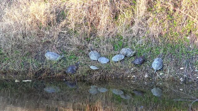 Real wild turtles sunbathe along a quiet lake shore creating calm reptile wildlife scene. Aquatic reptiles rest on muddy banks near still water within untouched natural habitat.