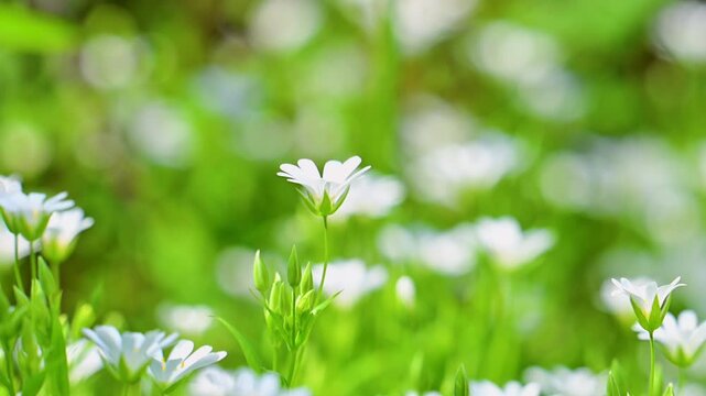 A close-up video of flowers