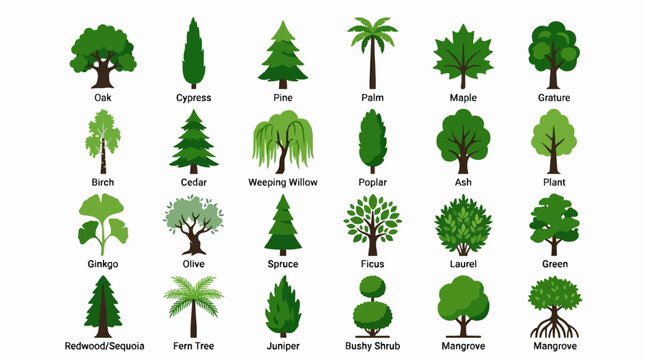 Realistic Flat Tree Collection with Names - Nature and Botany Vector Set