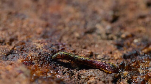 Brown land leech, Haemadipsa zeylanica crawling over wet rocks in slow motion macro close up, detailed view of a common invertebrate in tropical forest environment of Sri Lanka, natural wildlife 