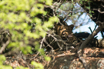 leopard © tomjunek.com