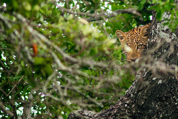 leopard © tomjunek.com