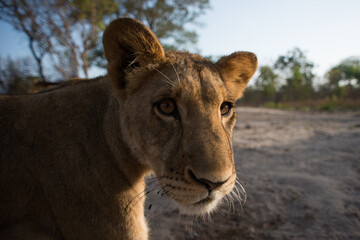 lion © tomjunek.com