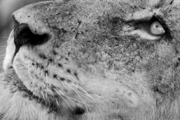 lion © tomjunek.com