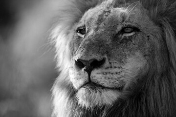 lion © tomjunek.com