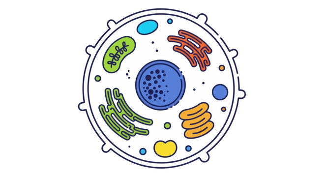 Colorful Animal Cell Diagram for Education