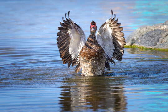 Warzenente (Cairina moschata) hebt sich beim Baden mit ausgebreiteten Fl&uuml;geln aus dem Wasser - Puertito de los Molinos, Fuerteventura