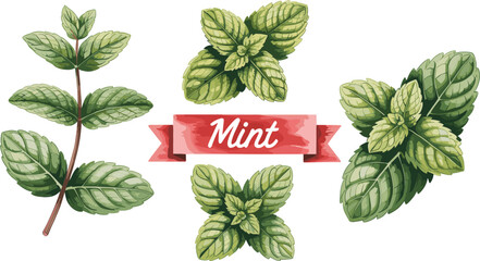 Fresh Green Mint Leaves Vector Set Featuring Sprigs and Individual Peppermint Foliage with Red Ribbon Banner for Herbal Tea Culinary Spice and Natural Organic Health Design © Hosneara