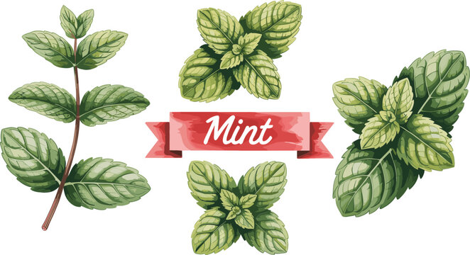 Fresh Green Mint Leaves Vector Set Featuring Sprigs and Individual Peppermint Foliage with Red Ribbon Banner for Herbal Tea Culinary Spice and Natural Organic Health Design