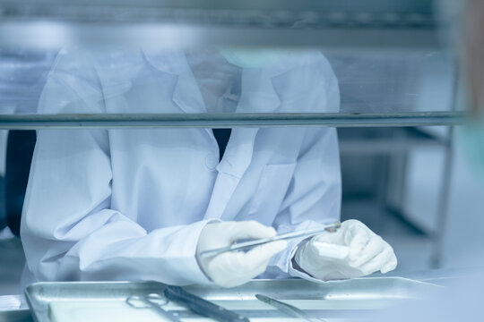 Forensic pathologist extracting trace evidence specimen via precision forceps. Crime lab expert conducting post-mortem biological analysis protocols on sterile tray.