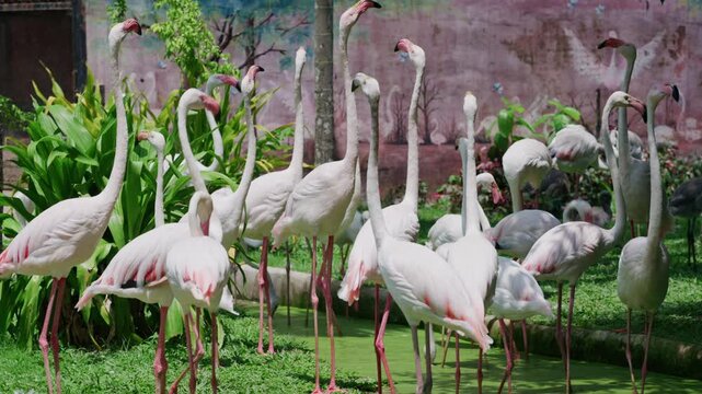 4K A flock of greater flamingos standing in a green pond surrounded by tropical garden at Zoo in Thailand.	
