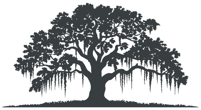 Majestic live oak tree silhouette, detailed southern oak with draping Spanish moss, isolated vector artwork on transparent background for nature illustration and environmental design