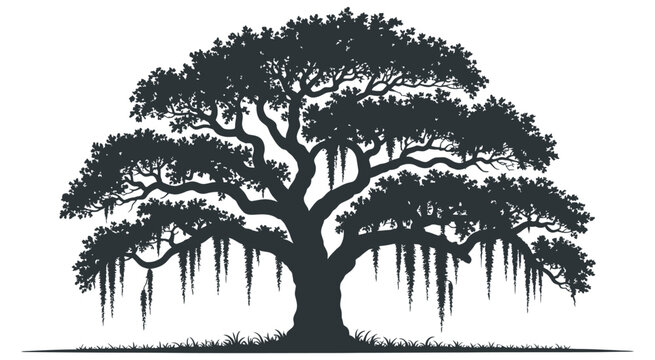 Majestic live oak tree silhouette, detailed southern oak with draping Spanish moss, isolated vector artwork on transparent background for nature illustration and environmental design