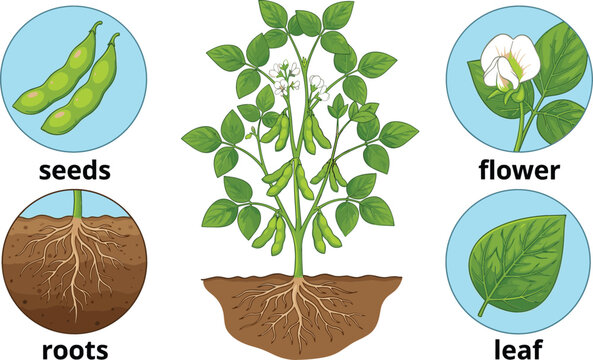  Educational Infographic Diagram Showing Parts of a Soybean Plant Including Seeds Roots Flower and Leaf for Biology and Agricultural Science Education Designs