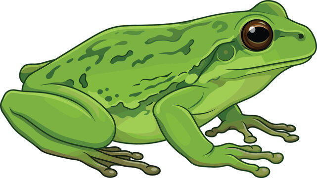 Detailed Green Tree Frog Vector Illustration with Textured Skin Pattern for Nature Education Wildlife Conservation Projects and Biological Research