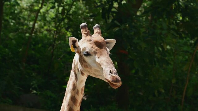 Spotted giraffe slowly chews with its mouth moving while standing in an outdoor habitat on a sunny day