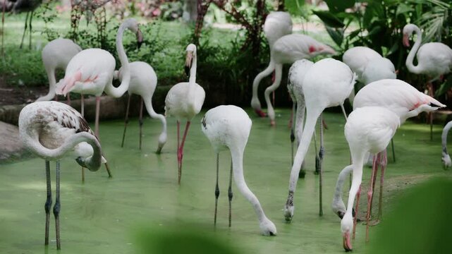 4K A flock of greater flamingos standing in a green pond surrounded by tropical garden at Zoo in Thailand.	
