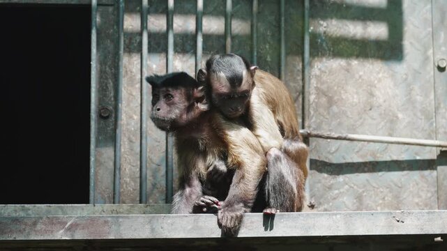An infant capuchin monkey clings to the back of an adult monkey, sitting on a metal ledge in their enclosure.
