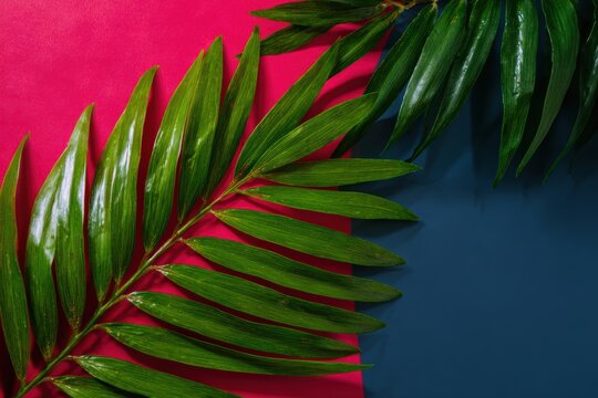 緑のヤシの葉は赤と青の背景に置かれています