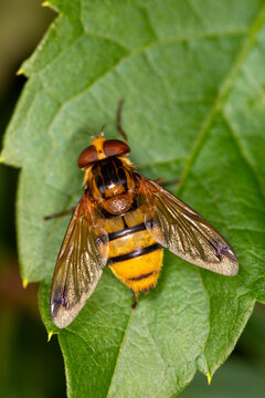 Lesser Hornet Hoverfly Volucella inanis	