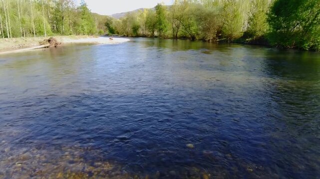 Aerial view at water level of the Sil River in El Bierzo with pine trees on one side of the bank and a pebble beach on the other, a perfect spot for summer swimming