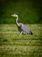 Fototapeta premium grey heron (Ardea cinerea)