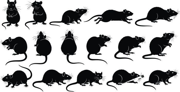 Black rat silhouette set, multiple mouse poses collection, rodent vector illustration, isolated black animal icons, pest control design element pack