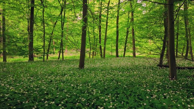 Smooth cinematic flight through lush green spring forest covered with blooming wild garlic flowers. Fresh vibrant vegetation, natural woodland atmosphere and seasonal renewal in European forest.