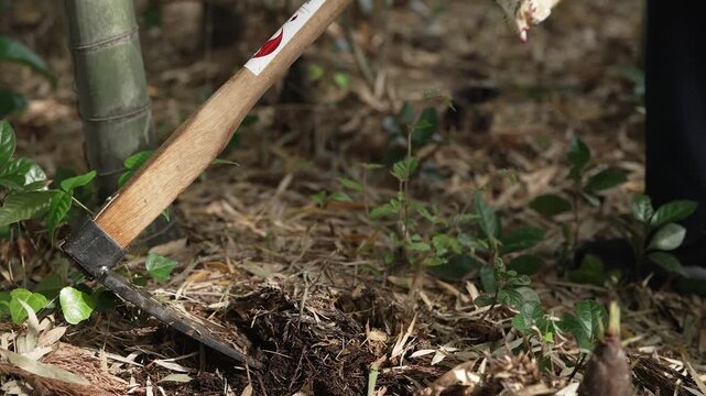タケノコを掘る手元のクローズアップ, Bamboo Shoot Digging Close-up