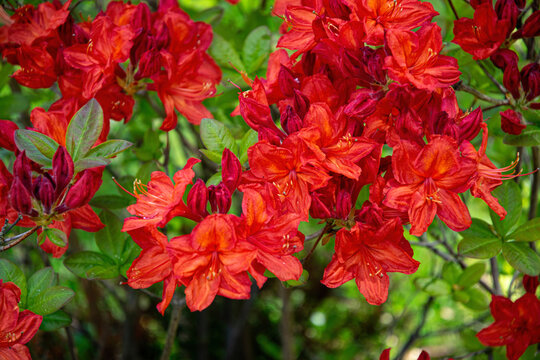 Red rhododendron flowers in spring park	